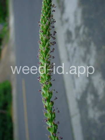 plantain, broadleaf